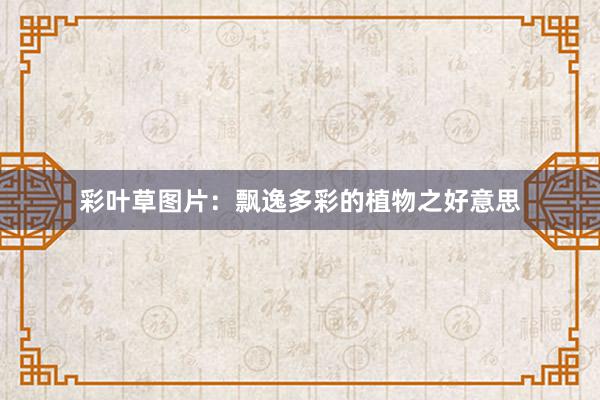 彩叶草图片：飘逸多彩的植物之好意思